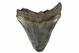 Bargain, Fossil Megalodon Tooth - South Carolina #180953-1